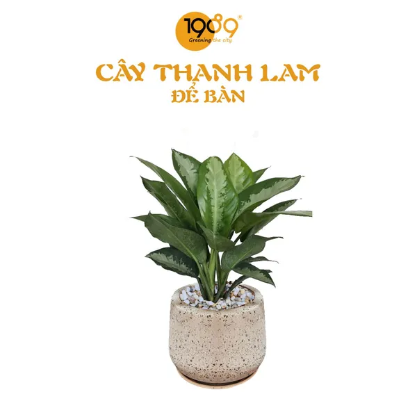 Cây Thanh Lam