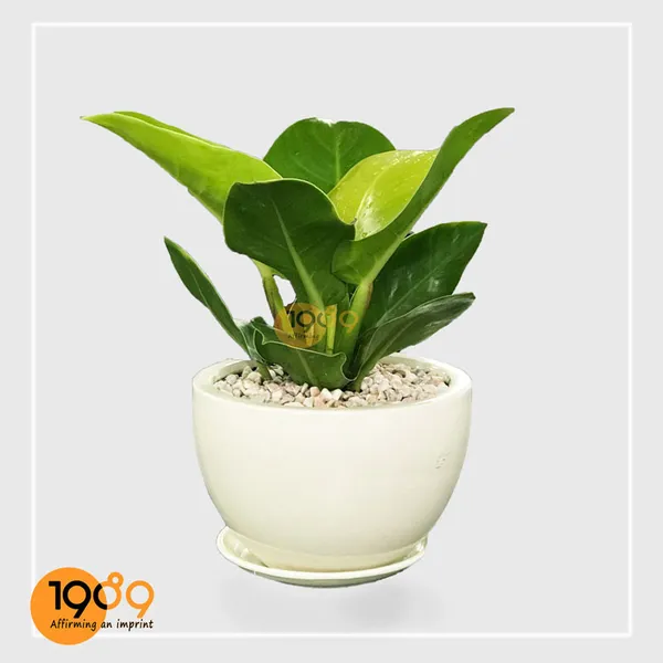 Trầu Bà Cây Đế Vương Vàng