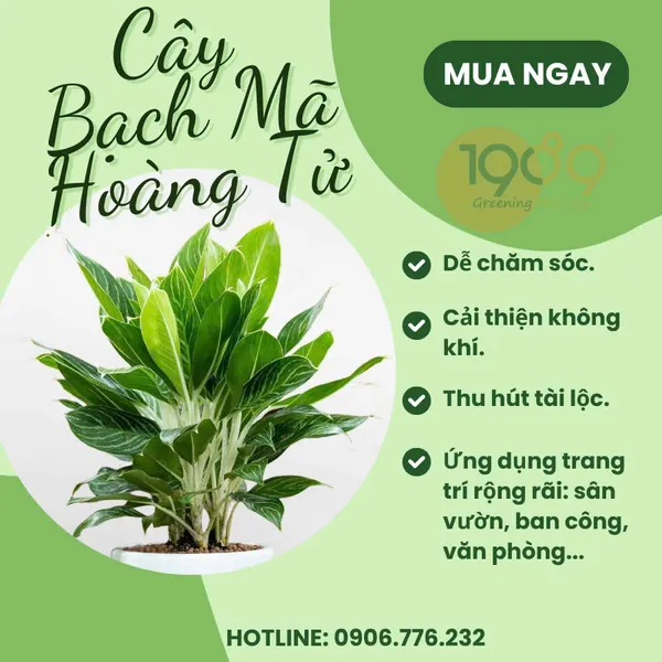 Chậu Chữ Nhật Trồng Bạch Mã Hoàng Tử