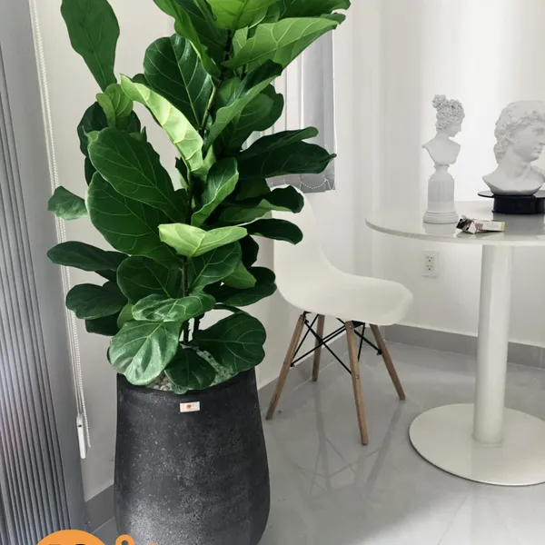 Cây Bàng Singapore