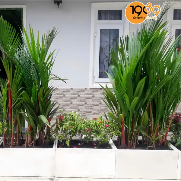 Chậu Chữ Nhật Trồng Cây Cau Đỏ