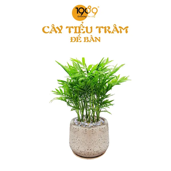 Cau Tiểu Trâm
