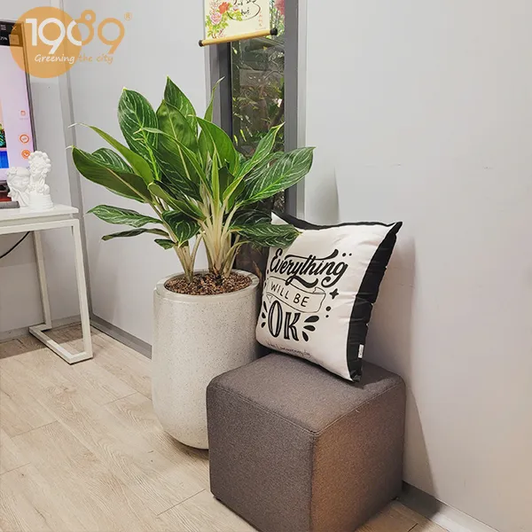 Gói Thuê Cây Văn Phòng Siêu Rẻ