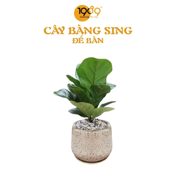 Cây Bàng Singapore