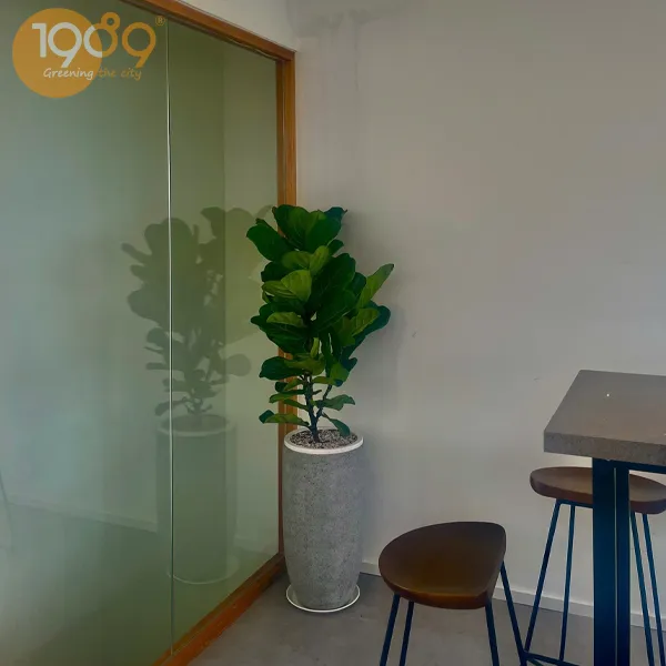 Cây Bàng Singapore