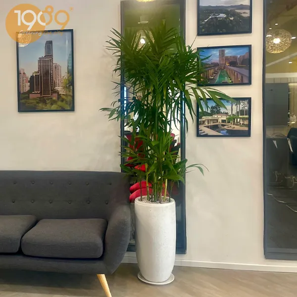 Gói Thuê Cây Văn Phòng Tiêu Chuẩn