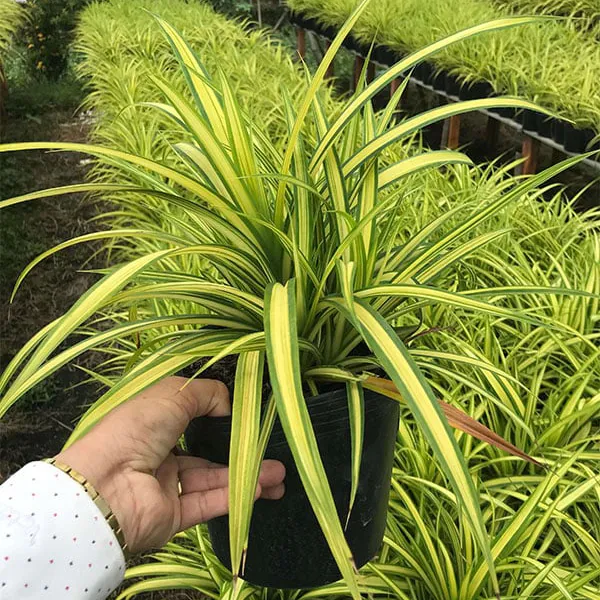 Cây Dứa Sọc Vàng
