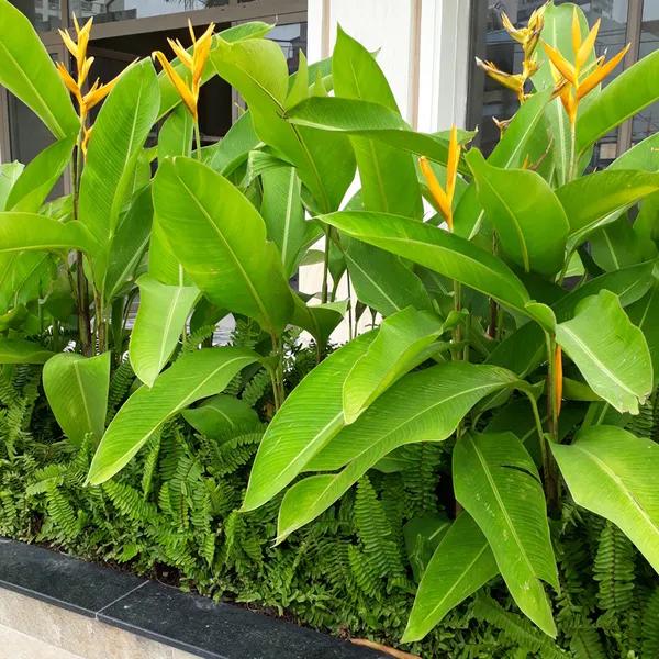 Chuối Mỏ Két
