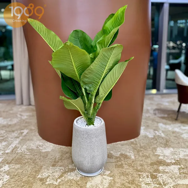 Gói Thuê Cây Văn Phòng Tiêu Chuẩn