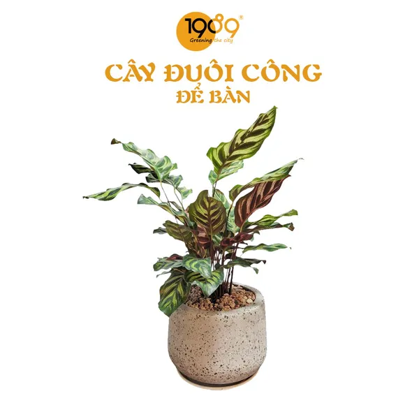 Cây Đuôi Công