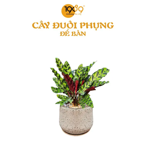 Cây Đuôi Phụng