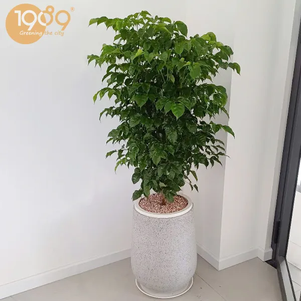 Gói Thuê Cây Văn Phòng Cao Cấp