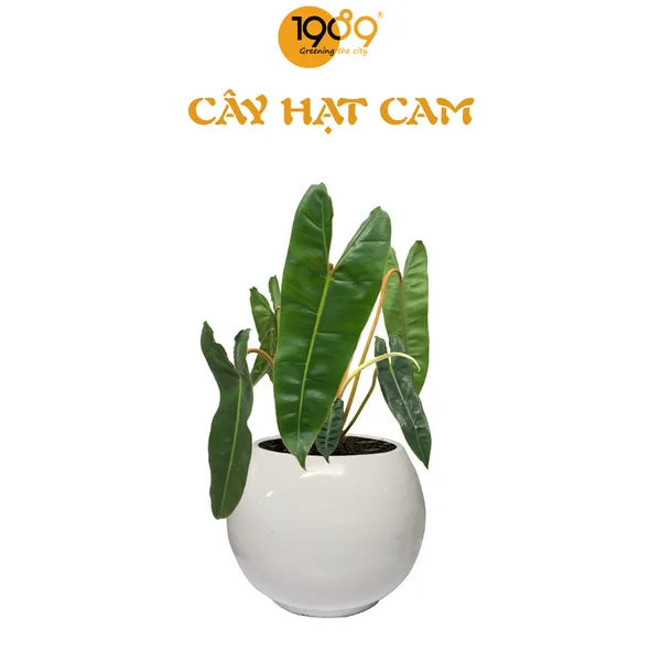 Chậu Hạc Cam