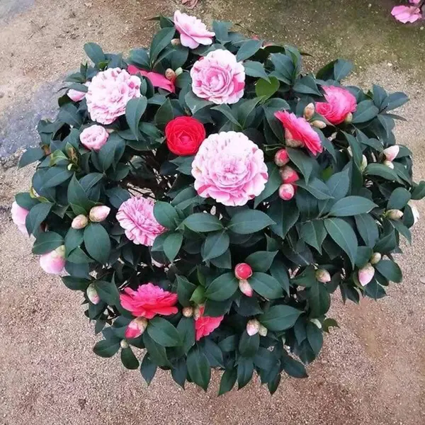 Hoa Sơn Trà
