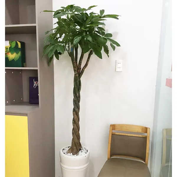 Cây Kim Ngân Thắt Bím