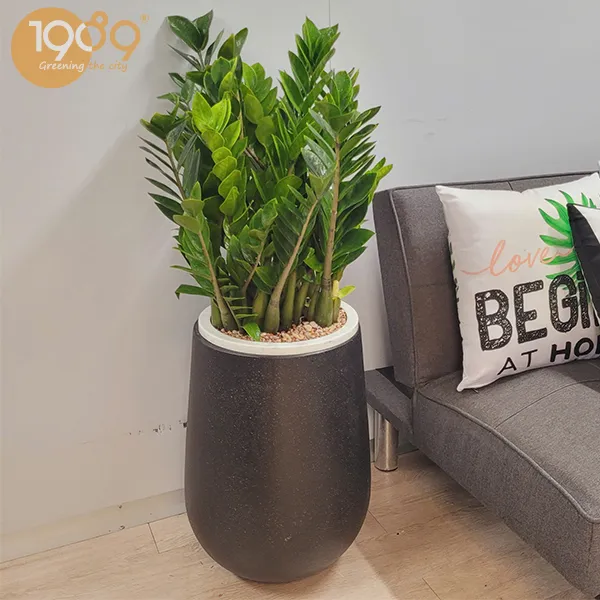 Gói Thuê Cây Văn Phòng Siêu Rẻ