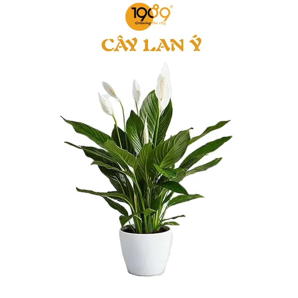 Cây Lan Ý 