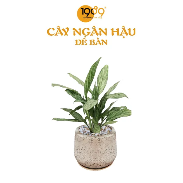 Cây Ngân Hậu