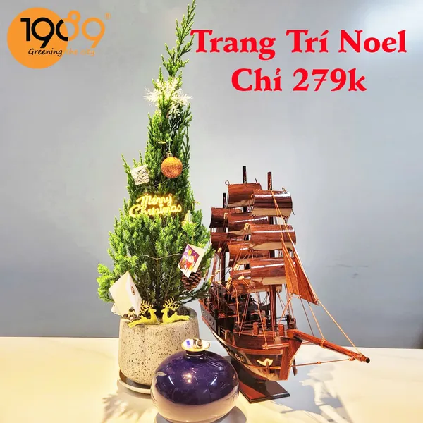 Cây Sơn Tùng