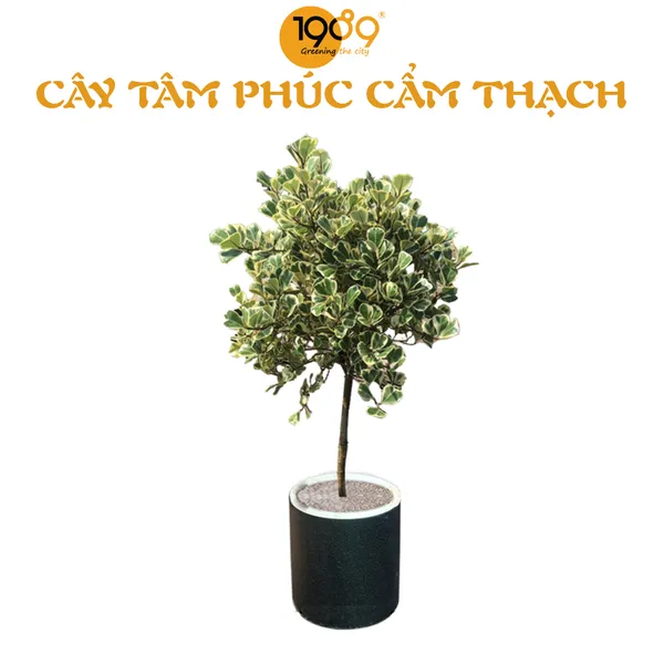 Cây Tâm Phúc Cẩm Thạch