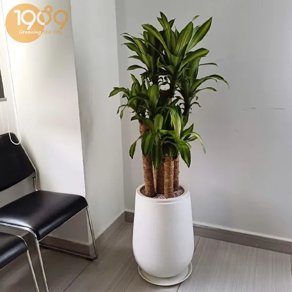 Gói Thuê Cây Văn Phòng Cao Cấp