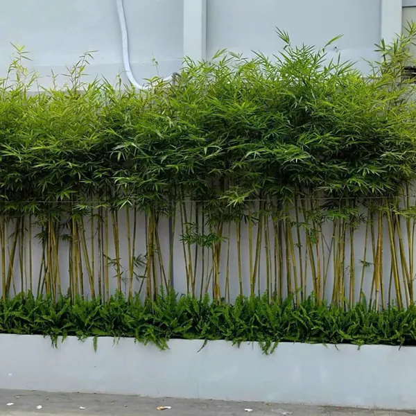 Trúc Cần Câu