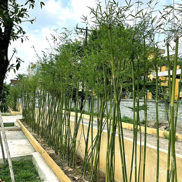 Trúc Cần Câu