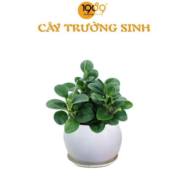 Cây Trường Sinh