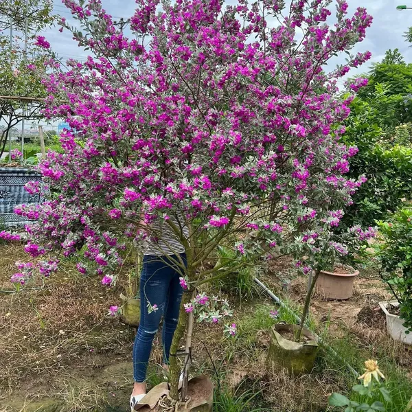 Cây Tuyết Sơn Phi Hồ