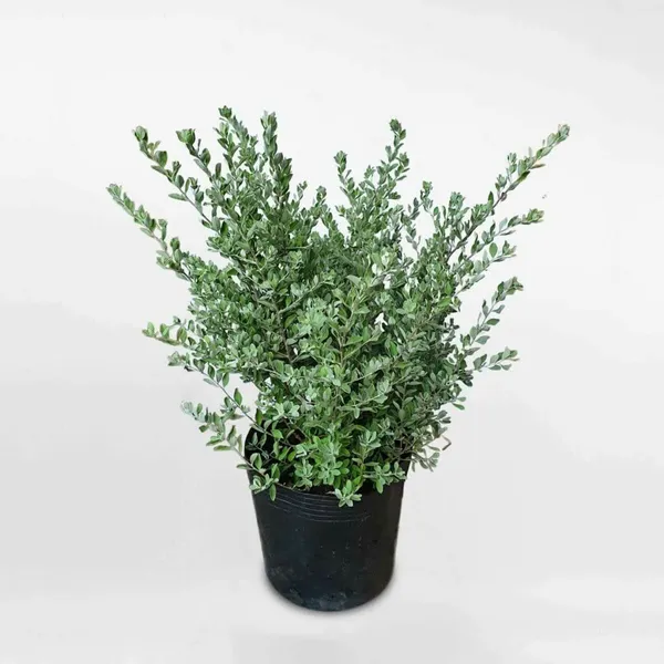 Cây Tuyết Sơn Phi Hồ