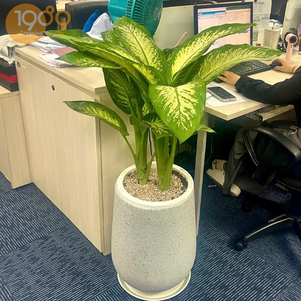 Gói Thuê Cây Văn Phòng Siêu Rẻ