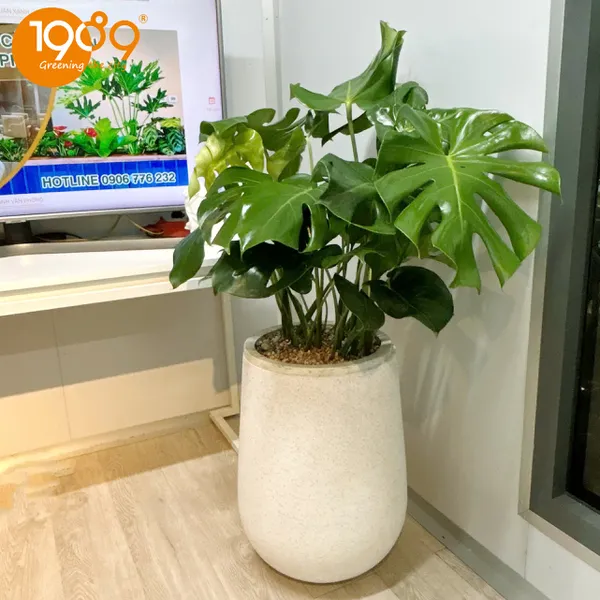 Cây Trầu Bà Nam Mỹ