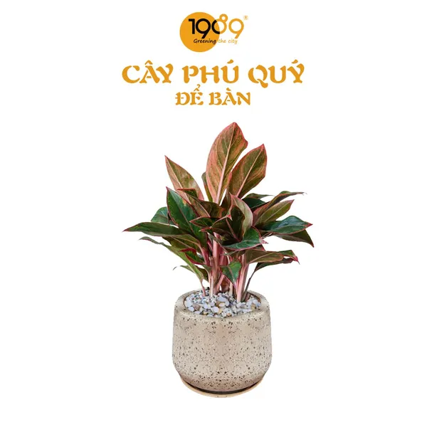 Cây Phú Quý