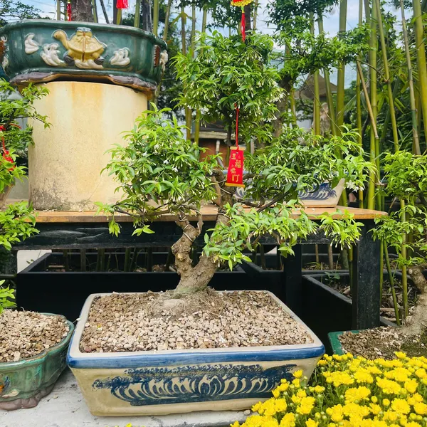 Hoa Mai Chiếu Thủy