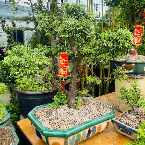 Hoa Mai Chiếu Thủy