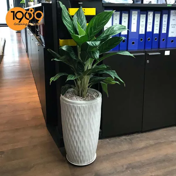 Cây Bạch Mã Hoàng Tử