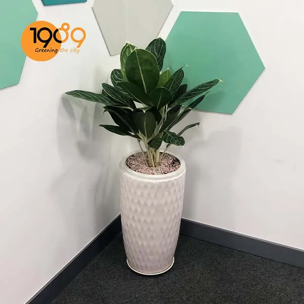 Cây Bạch Mã Hoàng Tử