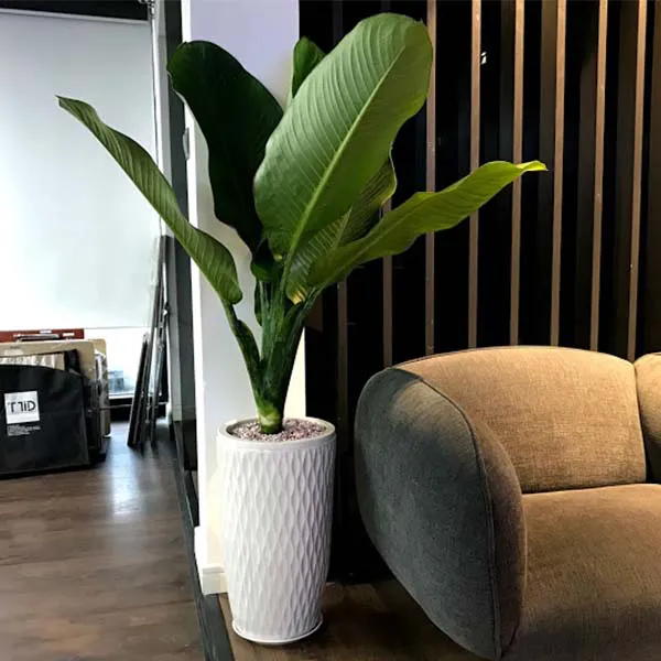 Cây Đại Phú Gia