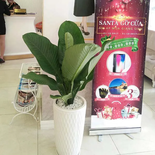 Cây Đại Phú Gia