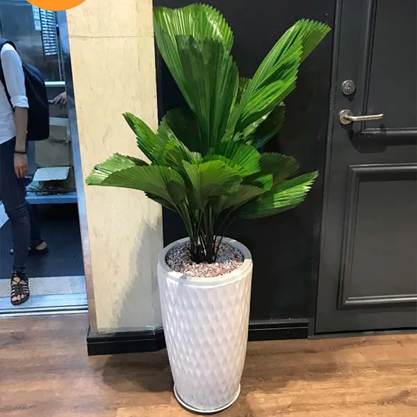 Cây Cọ Nhật
