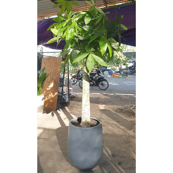 Cây Kim Ngân Nhất Trụ