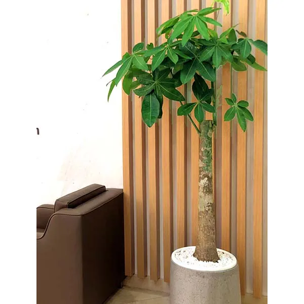 Cây Kim Ngân Nhất Trụ