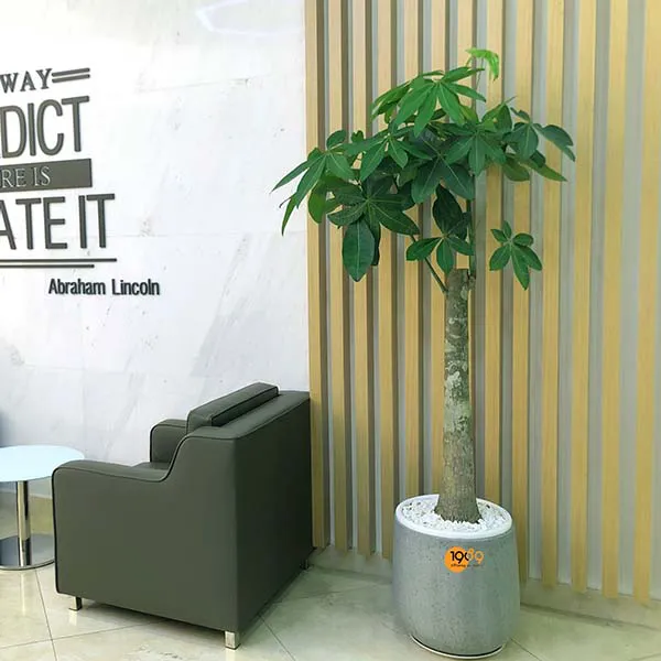 Cây Kim Ngân Nhất Trụ