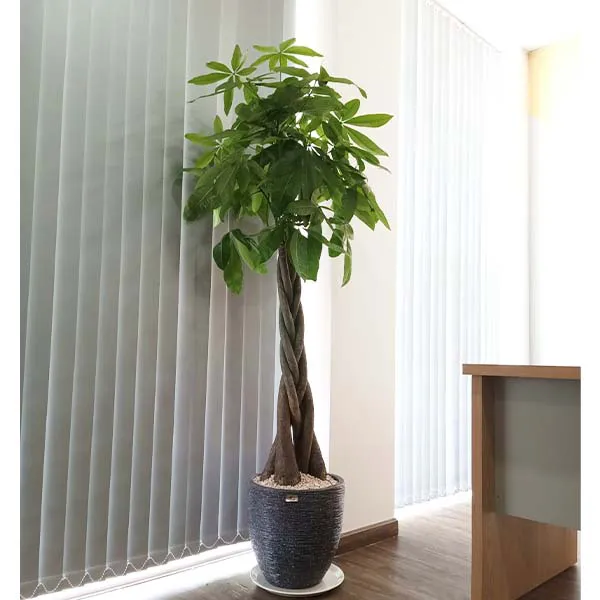 Cây Kim Ngân Thắt Bím