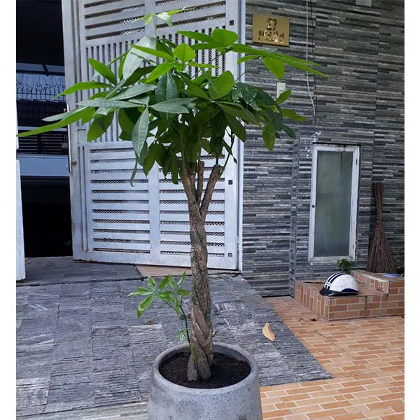 Cây Kim Ngân Thắt Bím