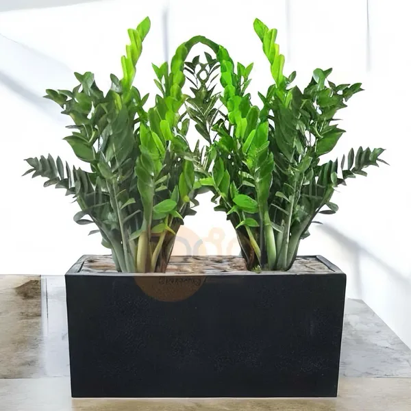 Chậu Chữ Nhật Trồng Kim Tiền