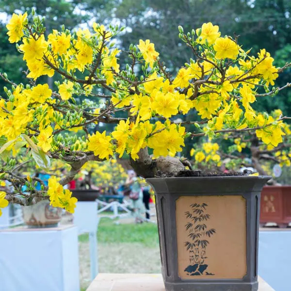 Chậu Cây Mai Bonsai Đẹp Cho Ngày Tết