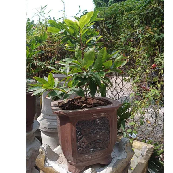 Chậu Cây Mai Bonsai Đẹp Cho Ngày Tết