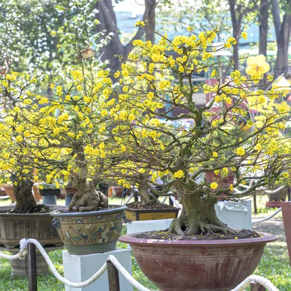 Chậu Cây Mai Bonsai Đẹp Cho Ngày Tết