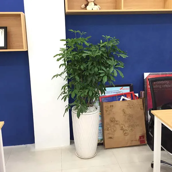 Cây Ngũ Gia Bì